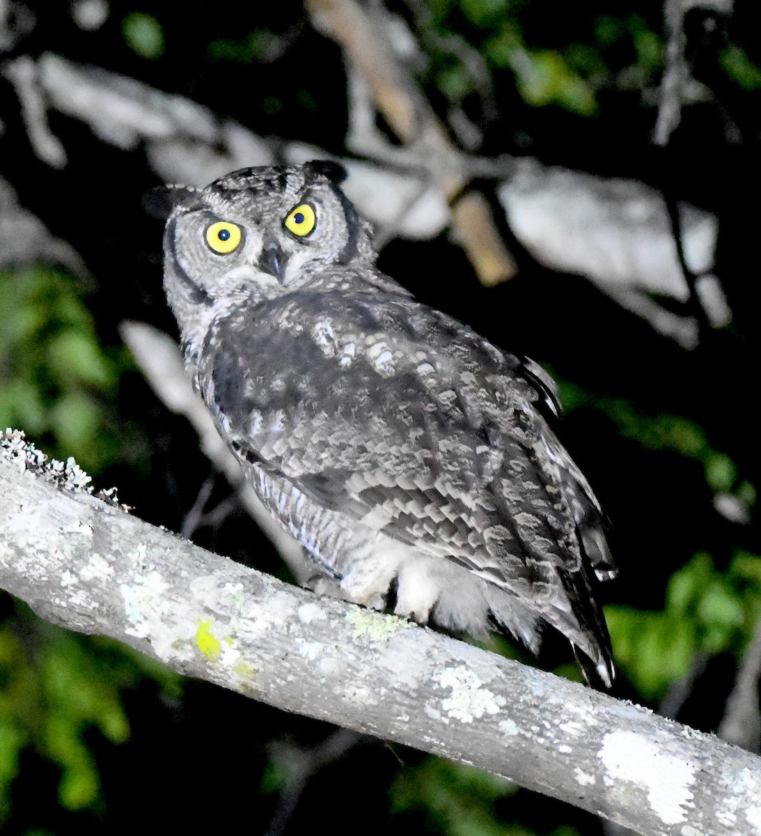 Spotted Eagle-Owl - ML400034981