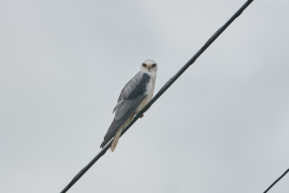 White-tailed Kite - ML400037281
