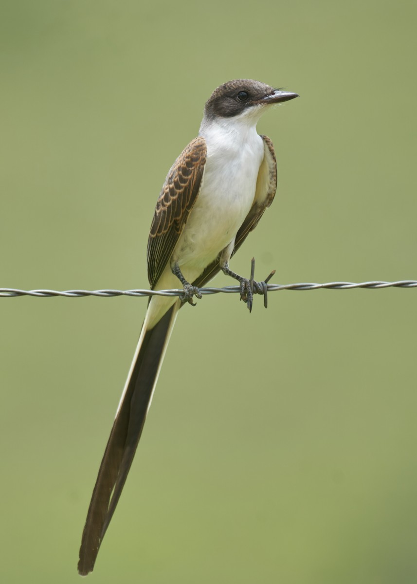 Fork-tailed Flycatcher (savana) - ML400039641