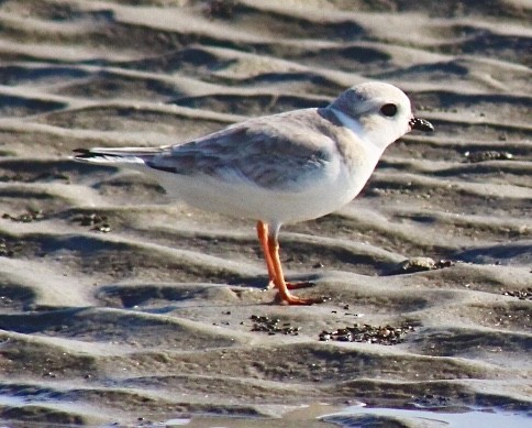Piping Plover - ML400049211