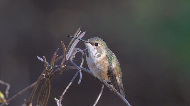 Rufous Hummingbird - ML400051531