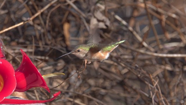 Rufous Hummingbird - ML400051811