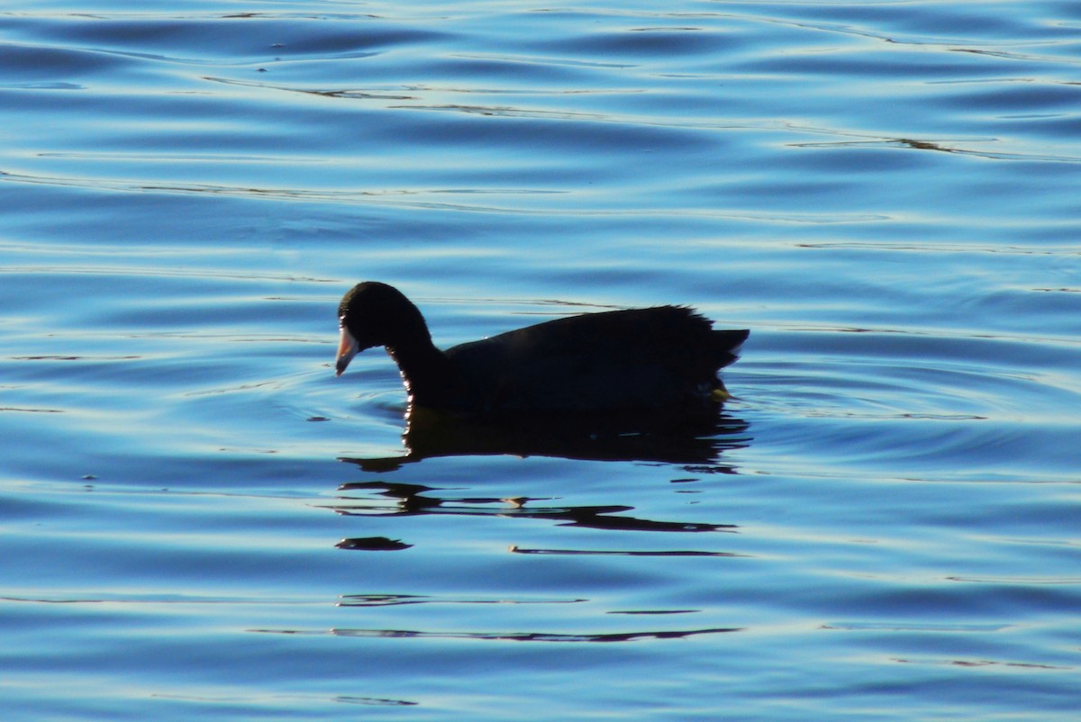 American Coot - Ethan K