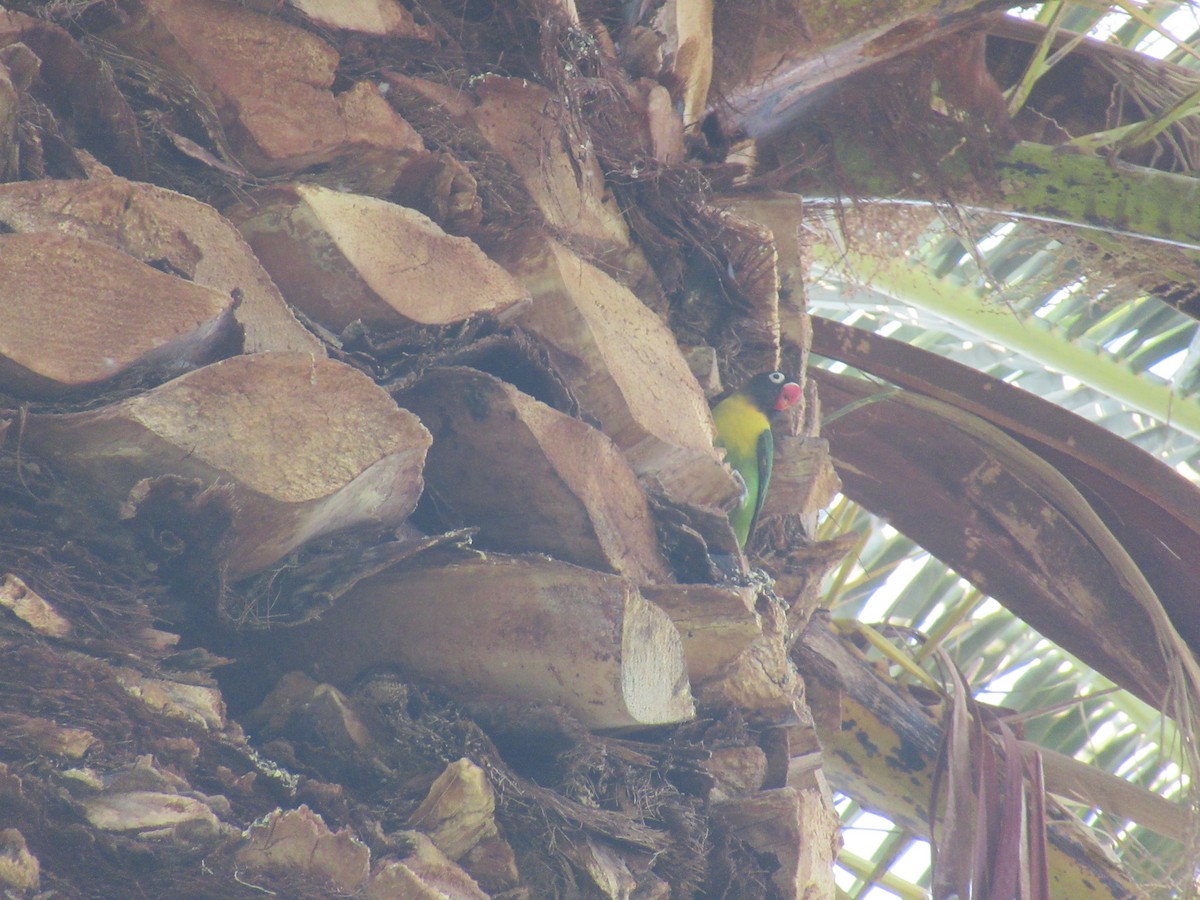 Yellow-collared Lovebird - ML400059061