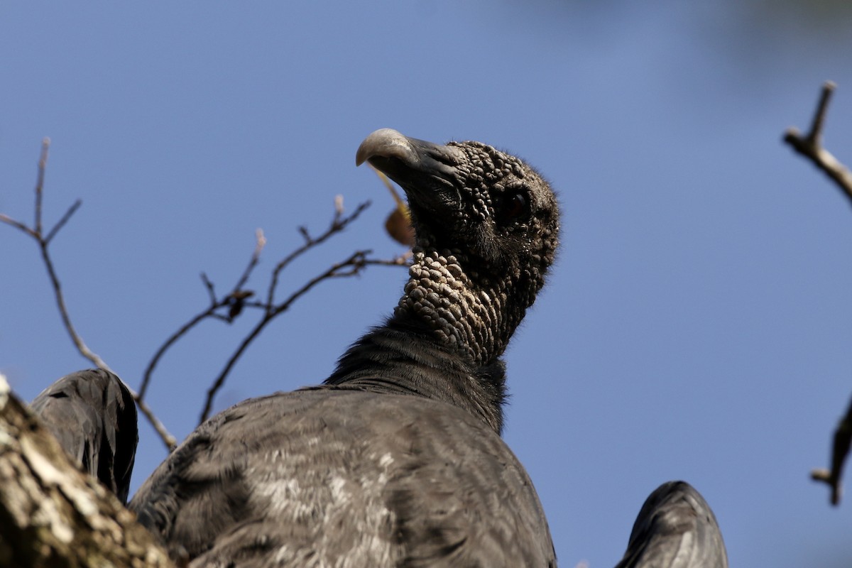 Black Vulture - John Garrett