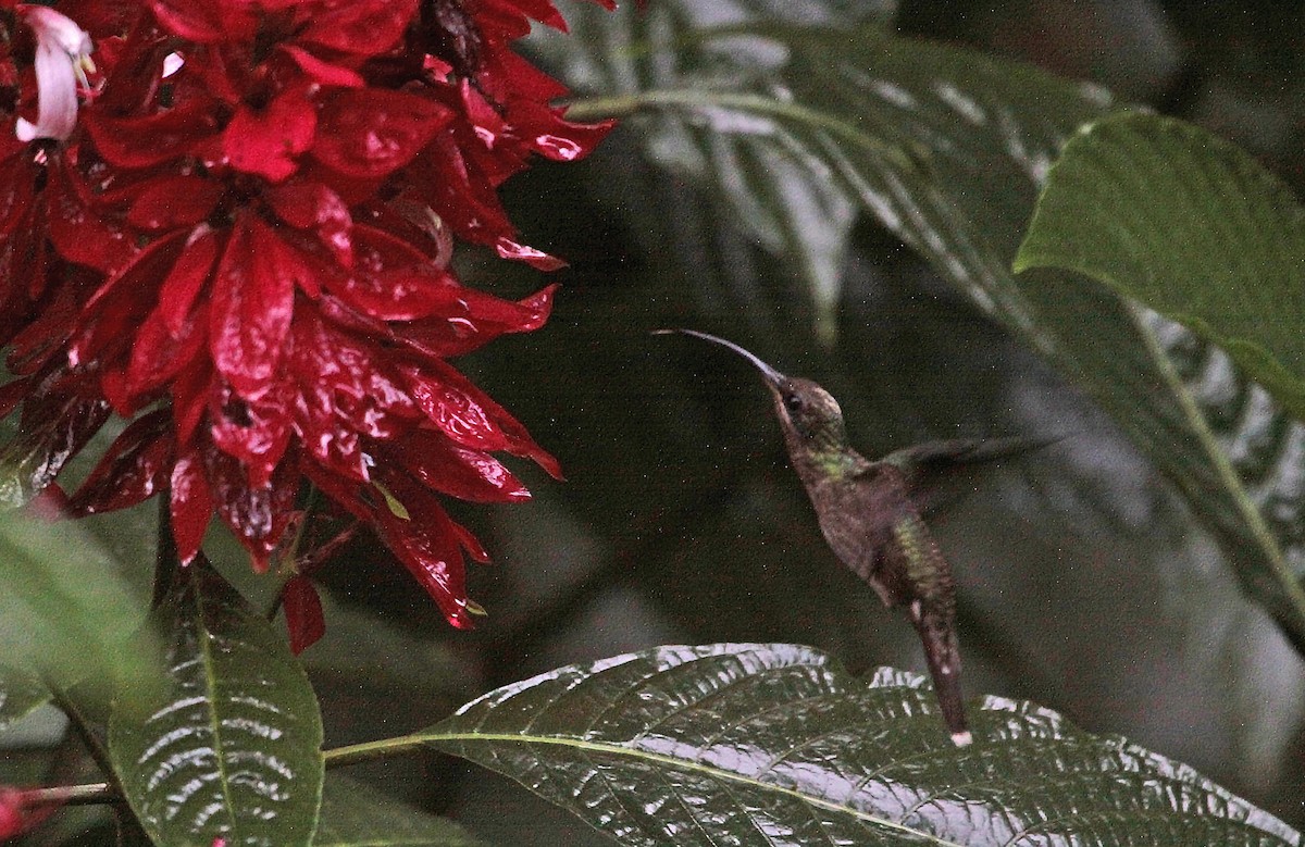 Rufous-breasted Hermit - ML400072271