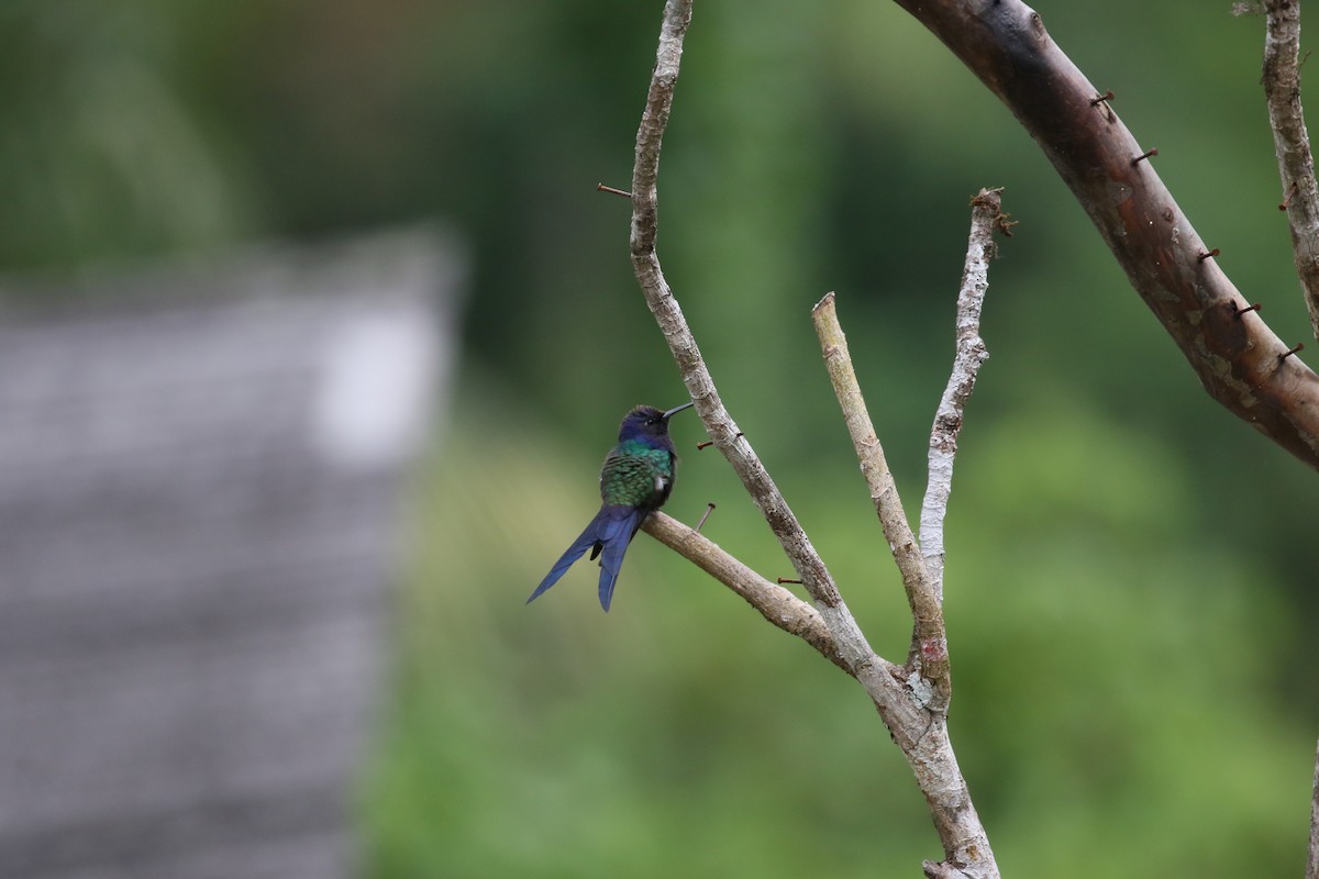 Swallow-tailed Hummingbird - simon walkley