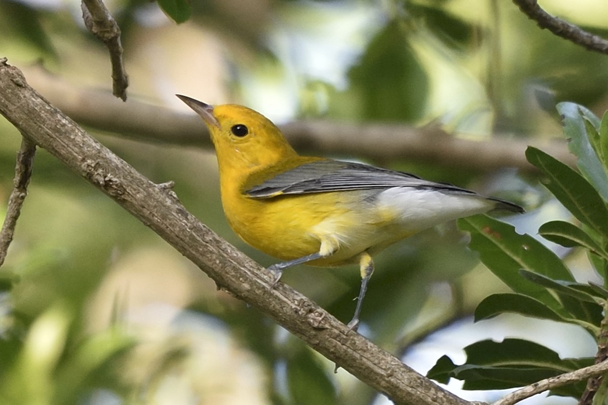 Prothonotary Warbler - ML40007921