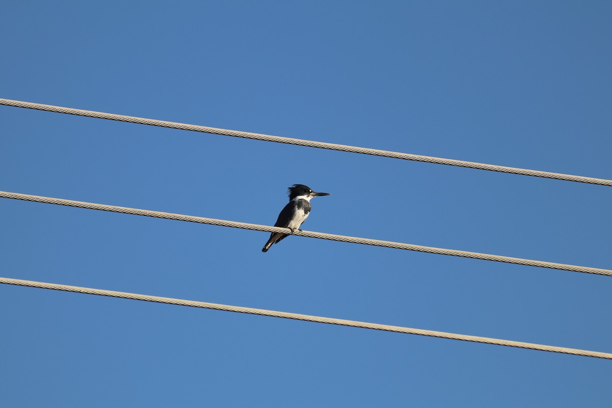 Belted Kingfisher - ML400080811