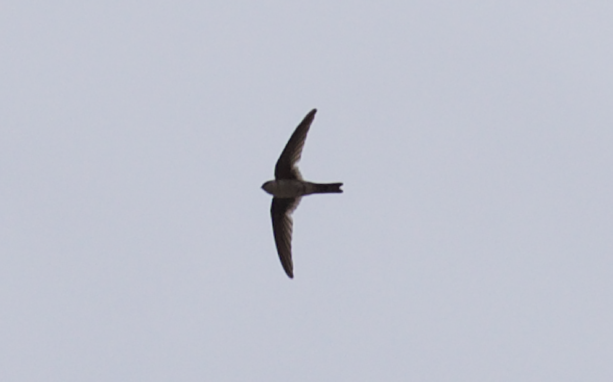 Andean Swift - ML400082301