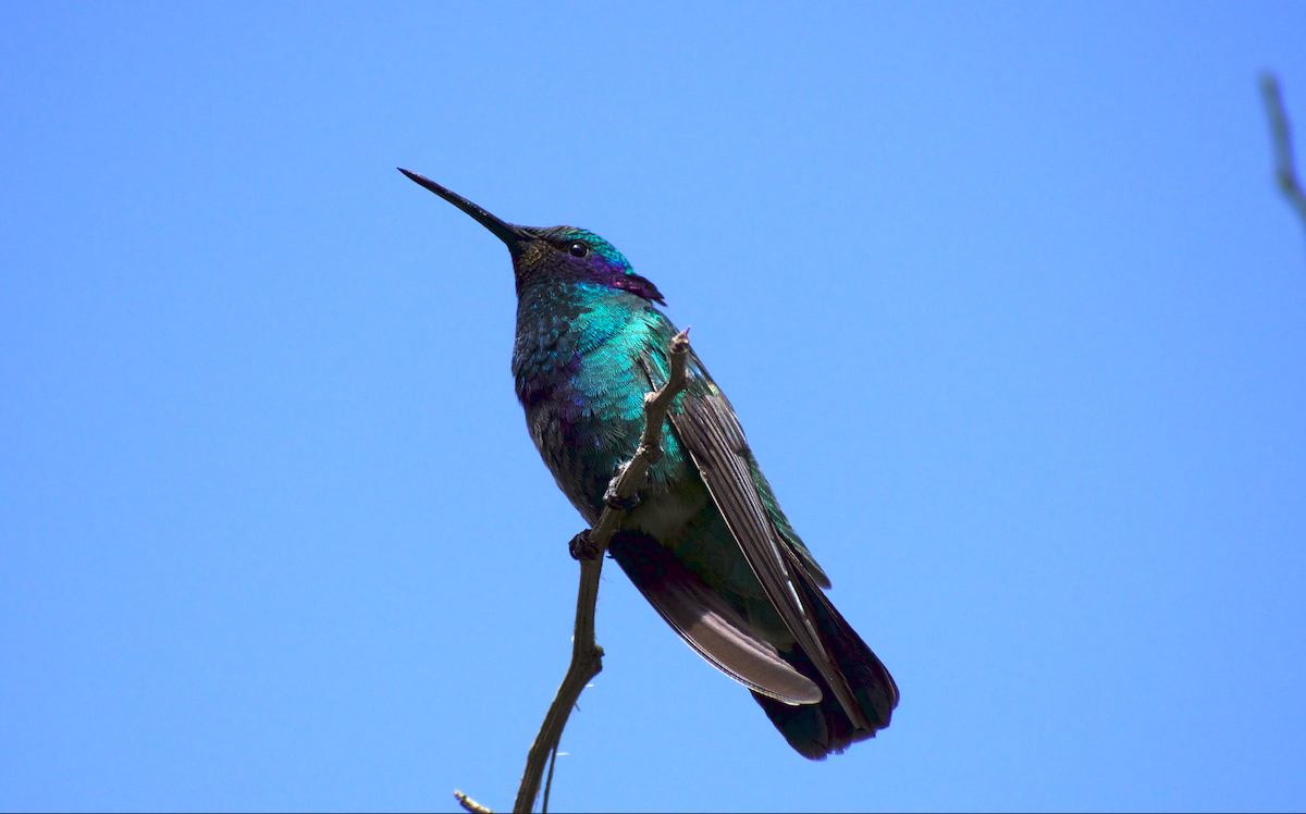 kolibřík modrolící - ML400084781