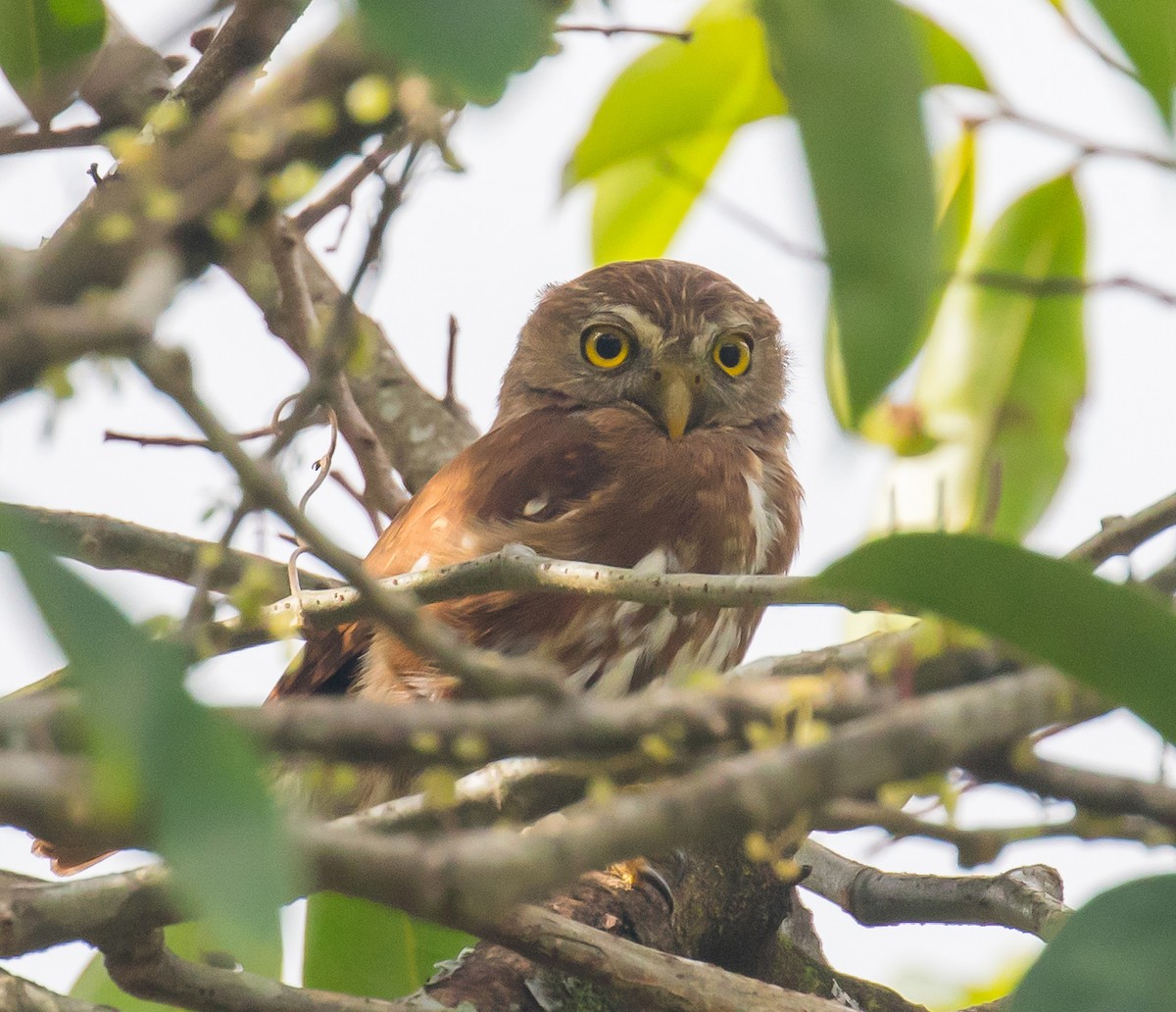 Ferruginous Pygmy-Owl - Andrew Haffenden