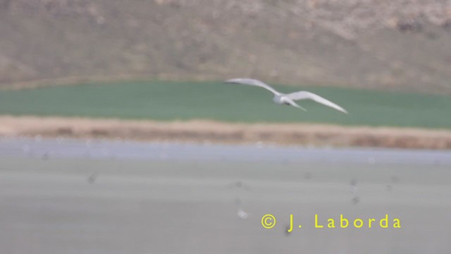 Gull-billed Tern - ML400095881