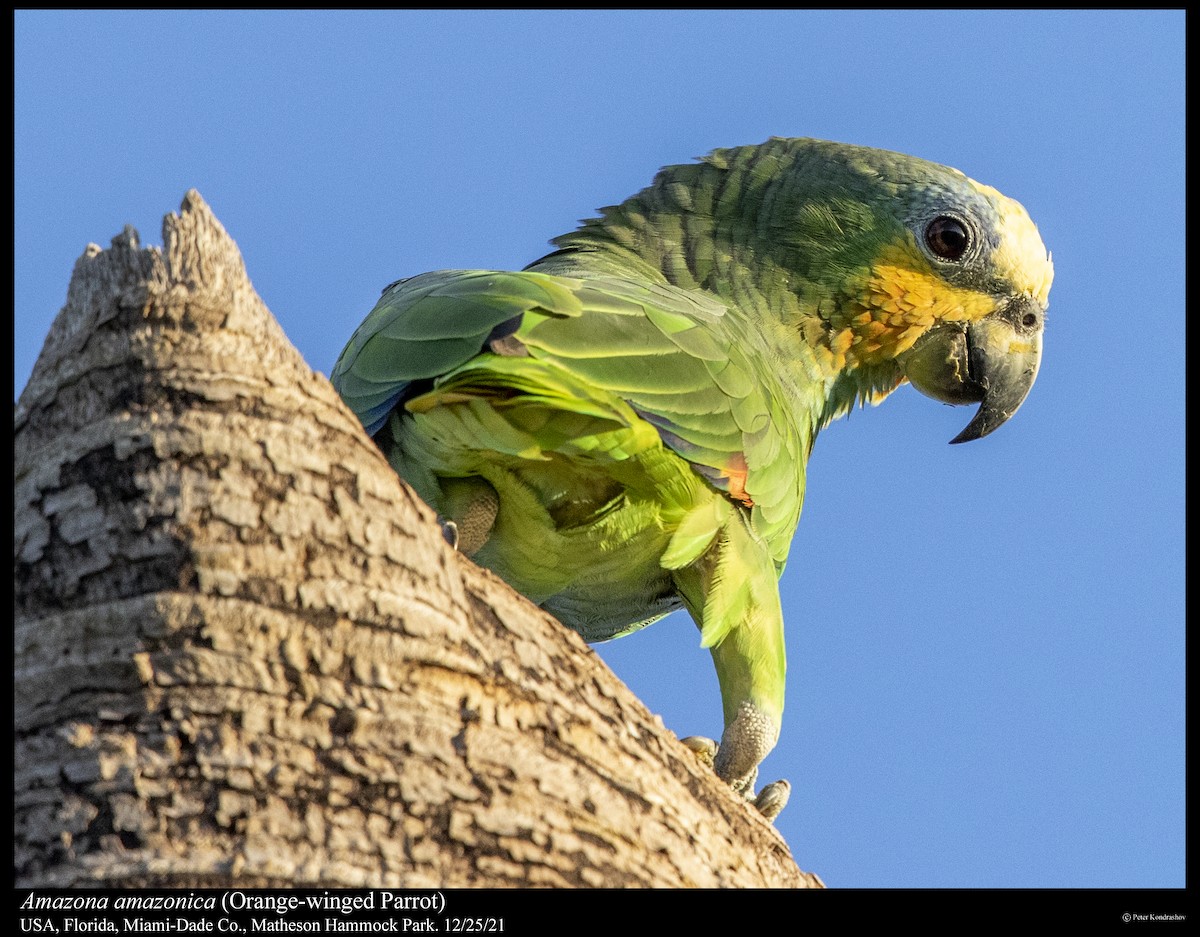 Orange-winged Parrot - Peter Kondrashov