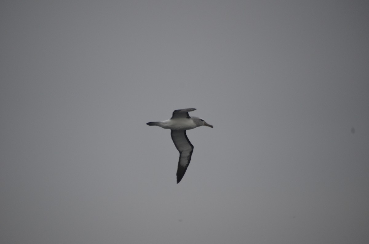 Albatros de Salvin - ML400097691