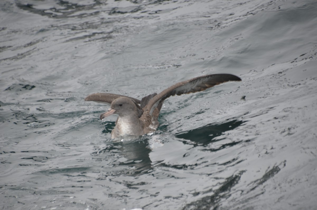 Pink-footed Shearwater - ML400099341