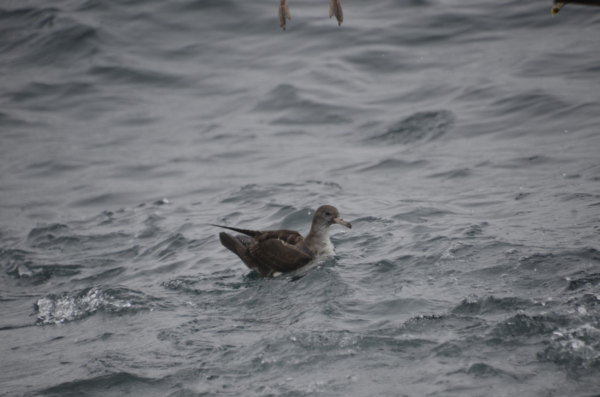 Pink-footed Shearwater - ML400099621
