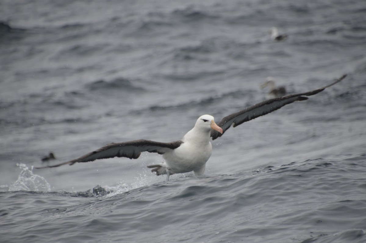 Black-browed Albatross - ML400100181