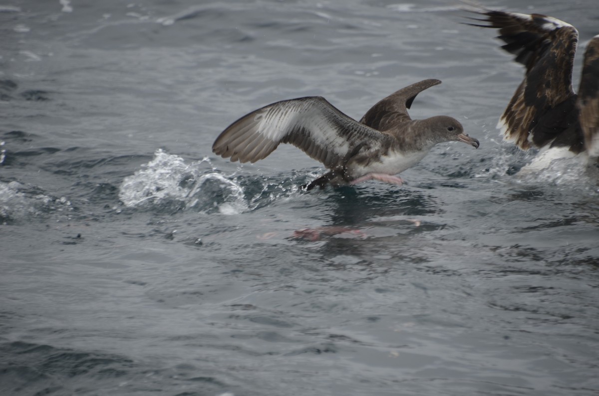 Pink-footed Shearwater - ML400100491