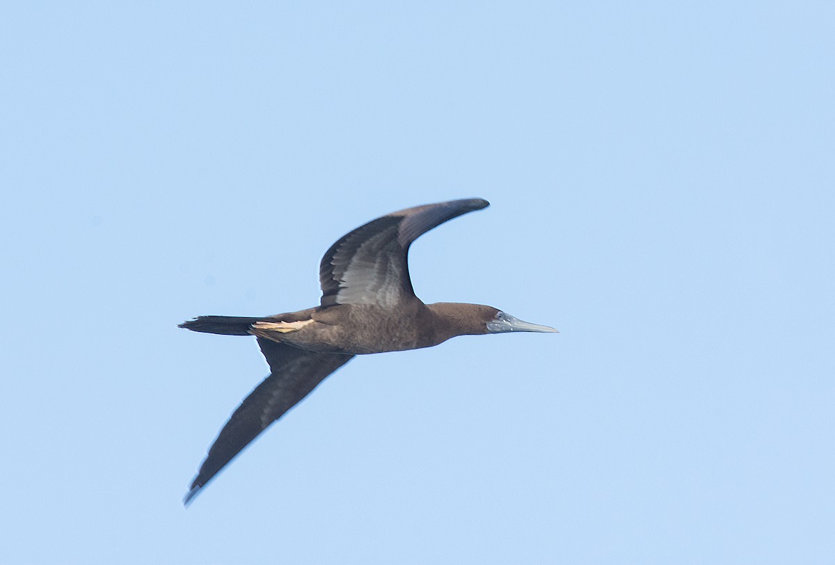 Brown Booby - ML400100971