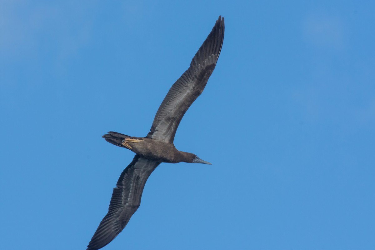 Brown Booby - ML400100981