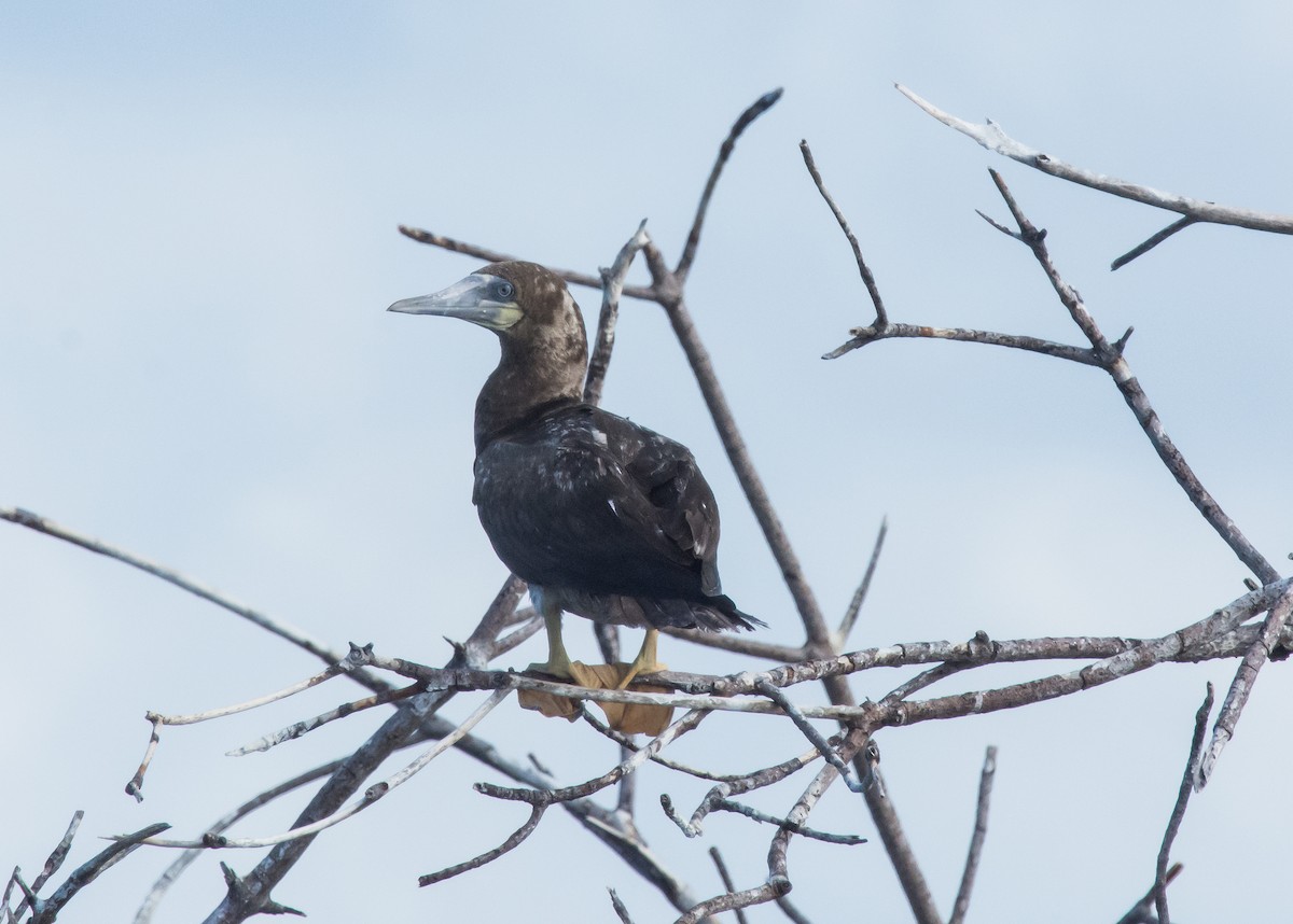 Brown Booby - ML400101001