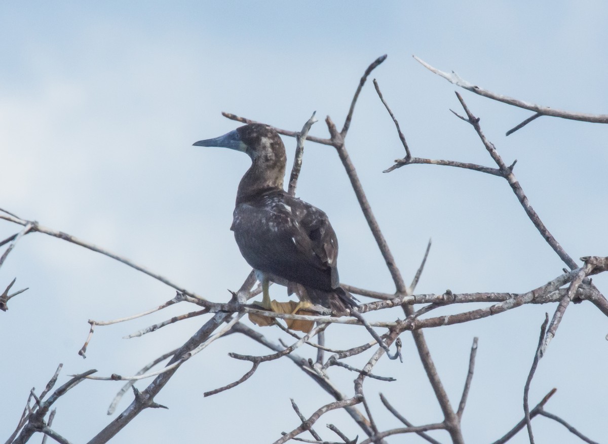 Brown Booby - ML400101041