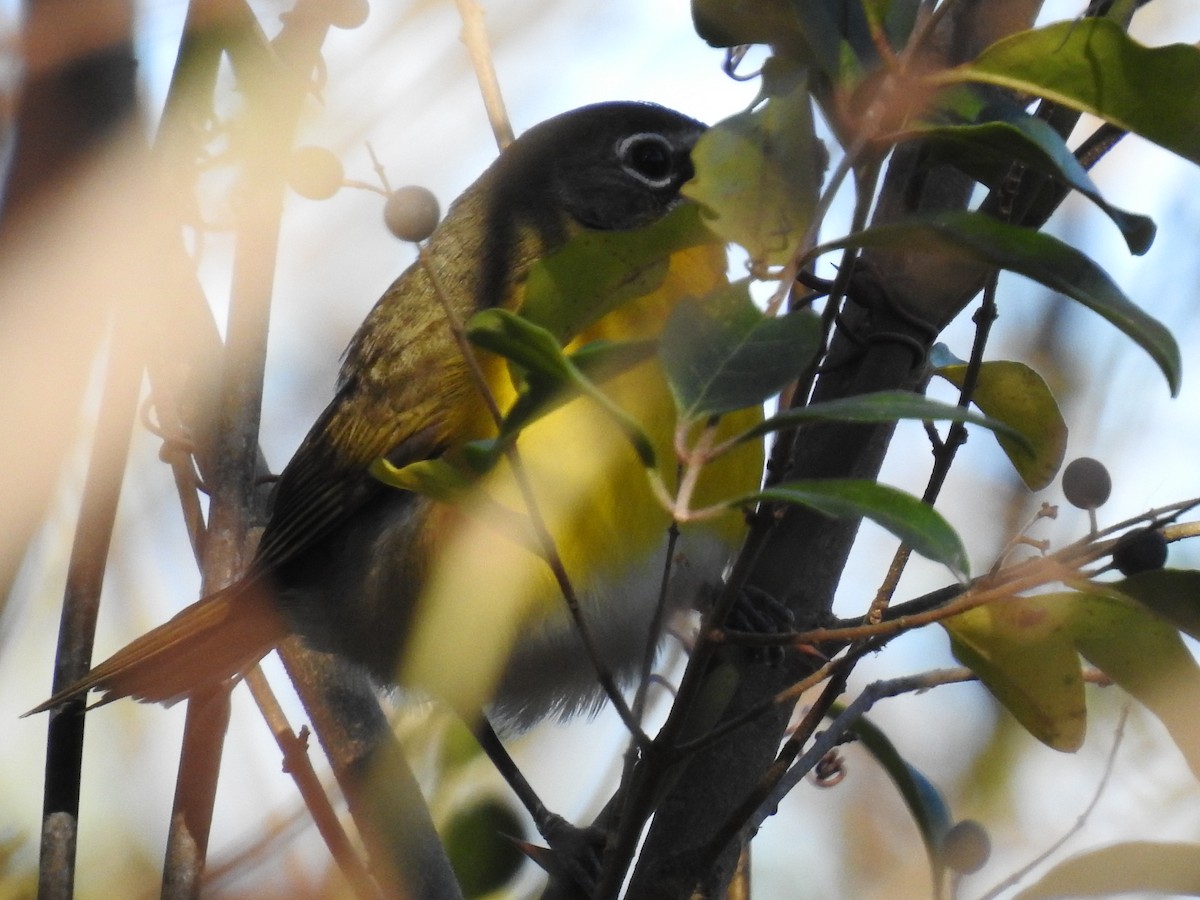 Yellow-breasted Chat - ML400102121