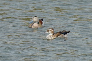 Ringed Teal, ML400103001