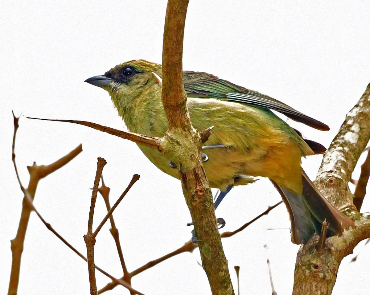 Green-capped Tanager - ML400103531