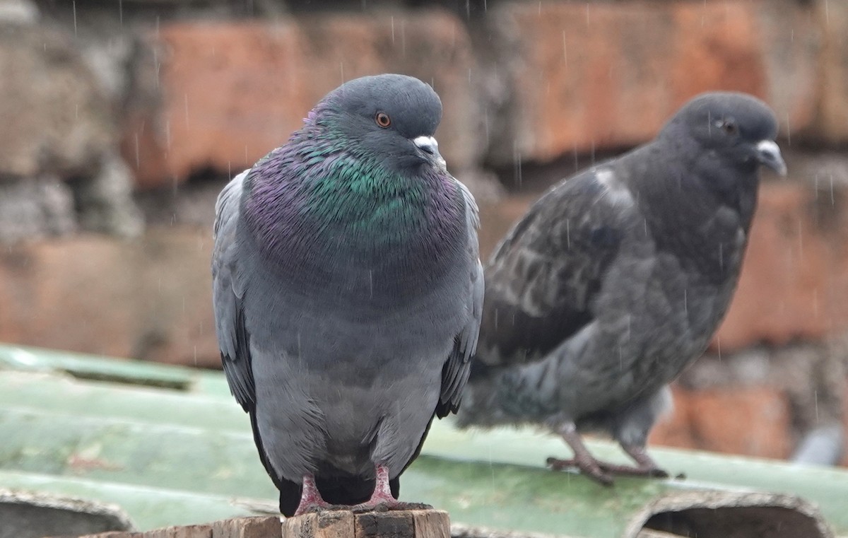 Rock Pigeon (Feral Pigeon) - ML400111191