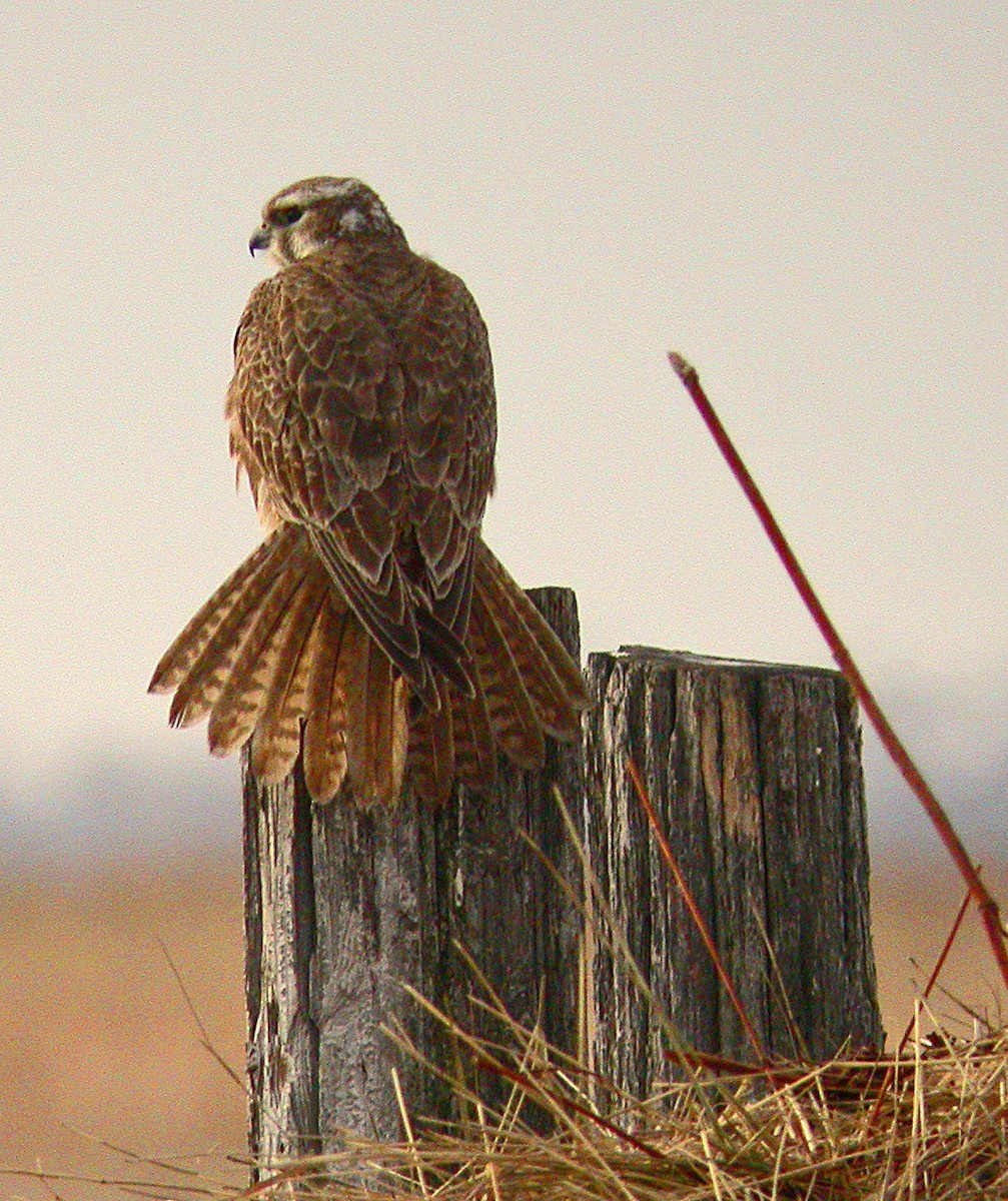 Prairie Falcon - David Lambeth