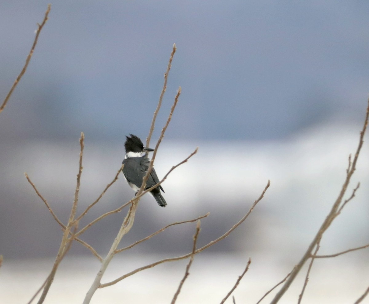 Belted Kingfisher - ML400120361