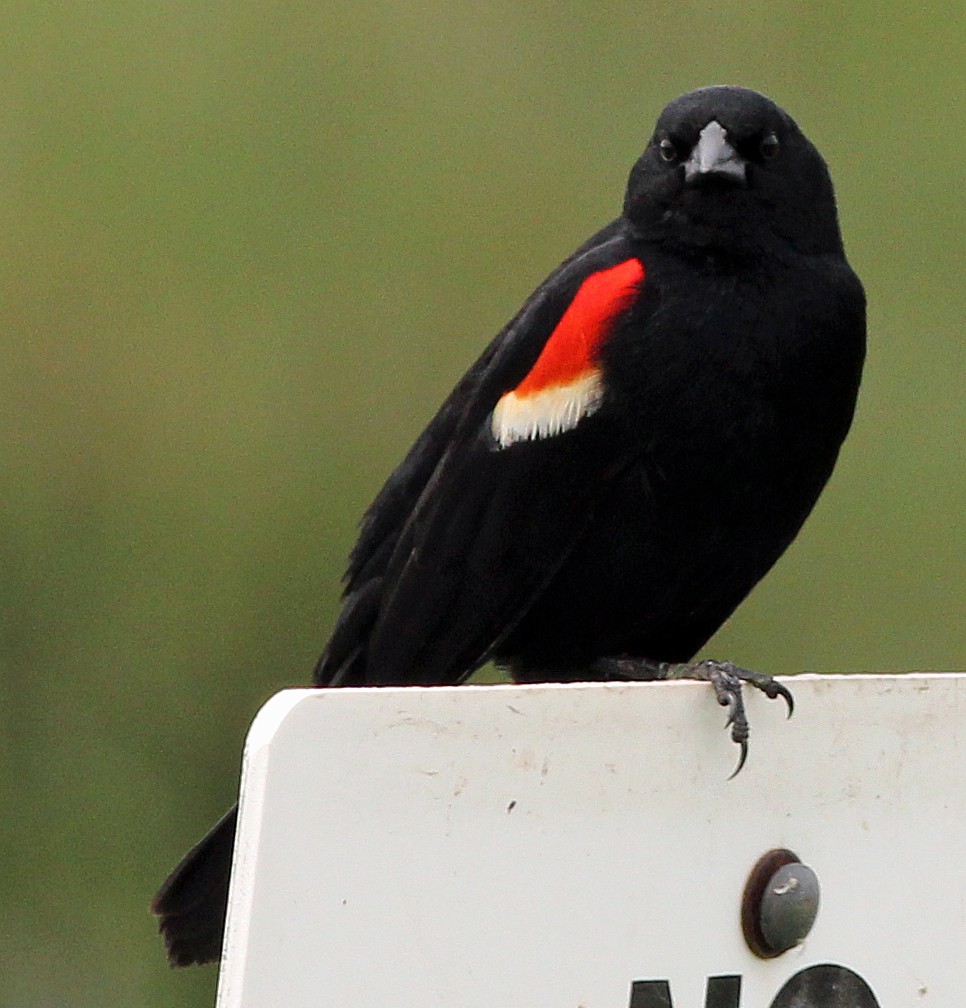 Red-winged Blackbird - Tom Gannon