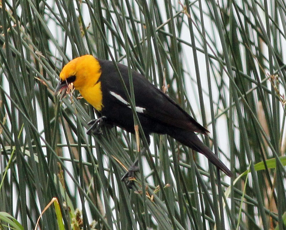Yellow-headed Blackbird - Tom Gannon