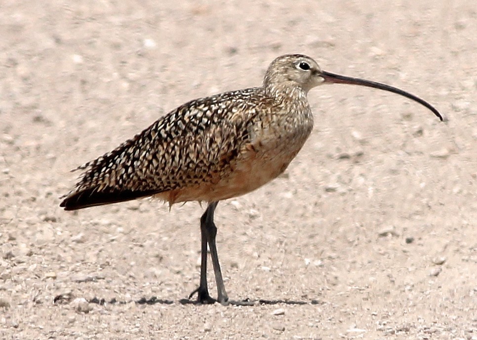 Long-billed Curlew - ML40012931