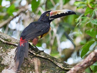  - Collared Aracari