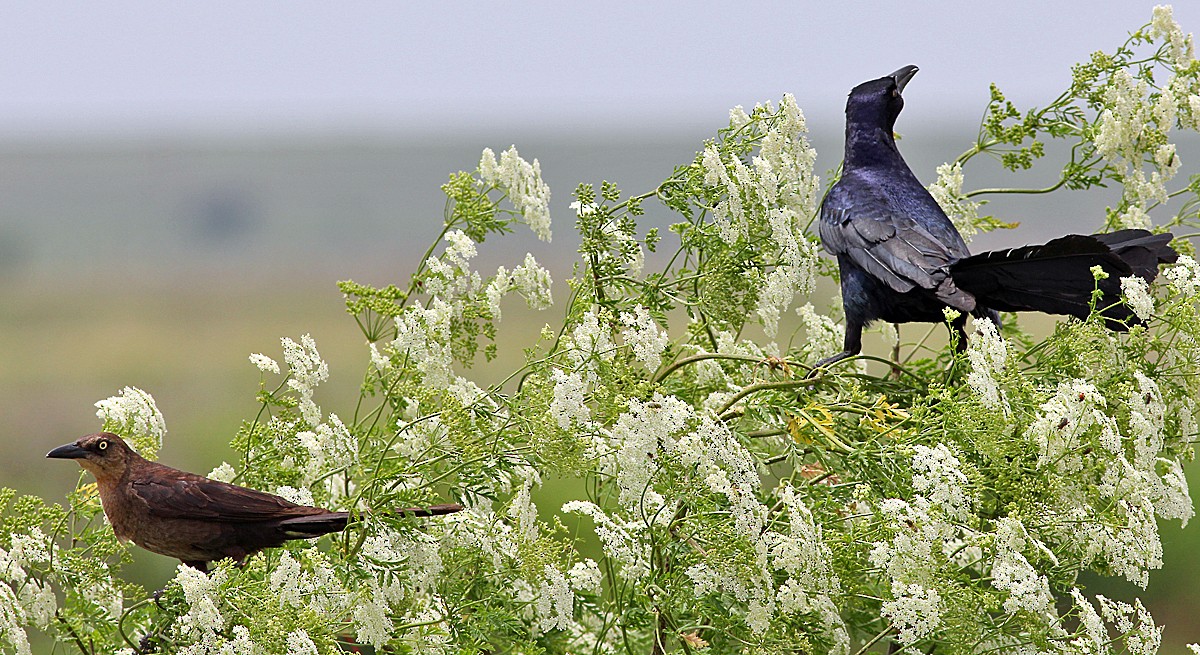 Great-tailed Grackle - ML40014451