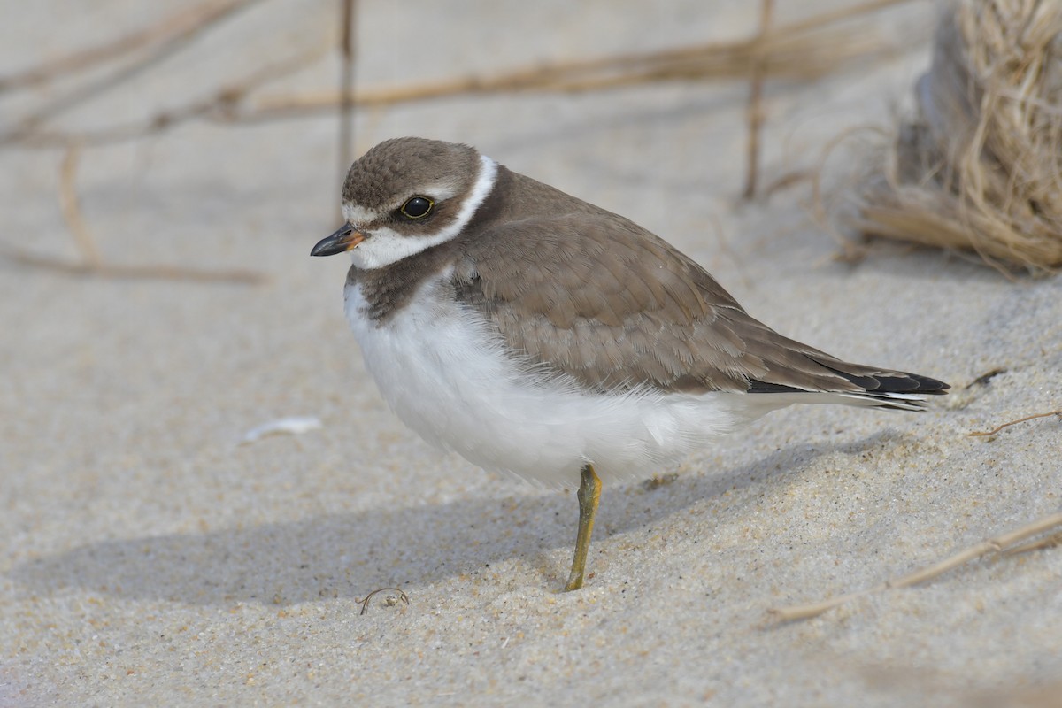 Semipalmated Plover - ML400144791