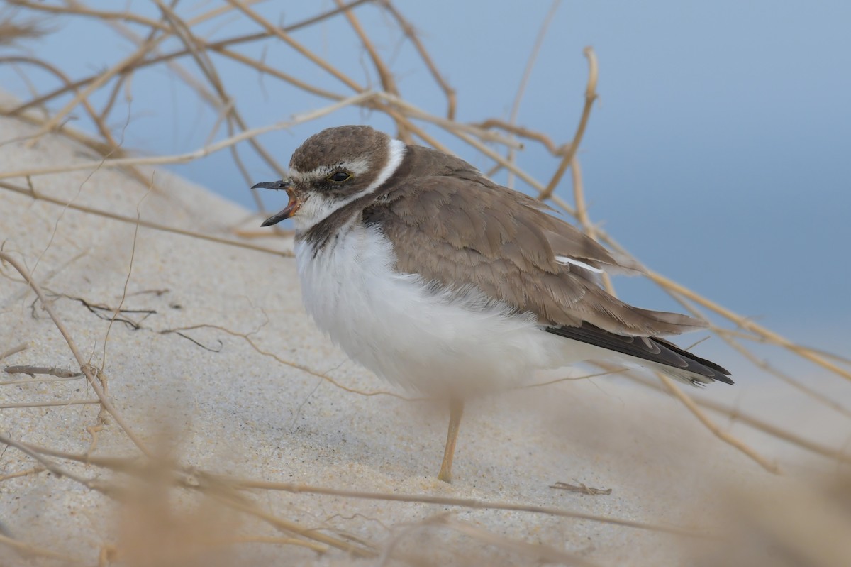 Semipalmated Plover - ML400144801