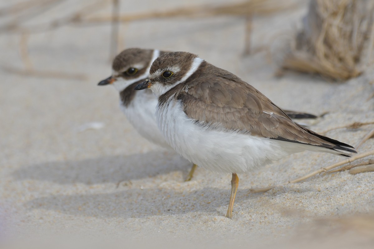 Semipalmated Plover - ML400144811