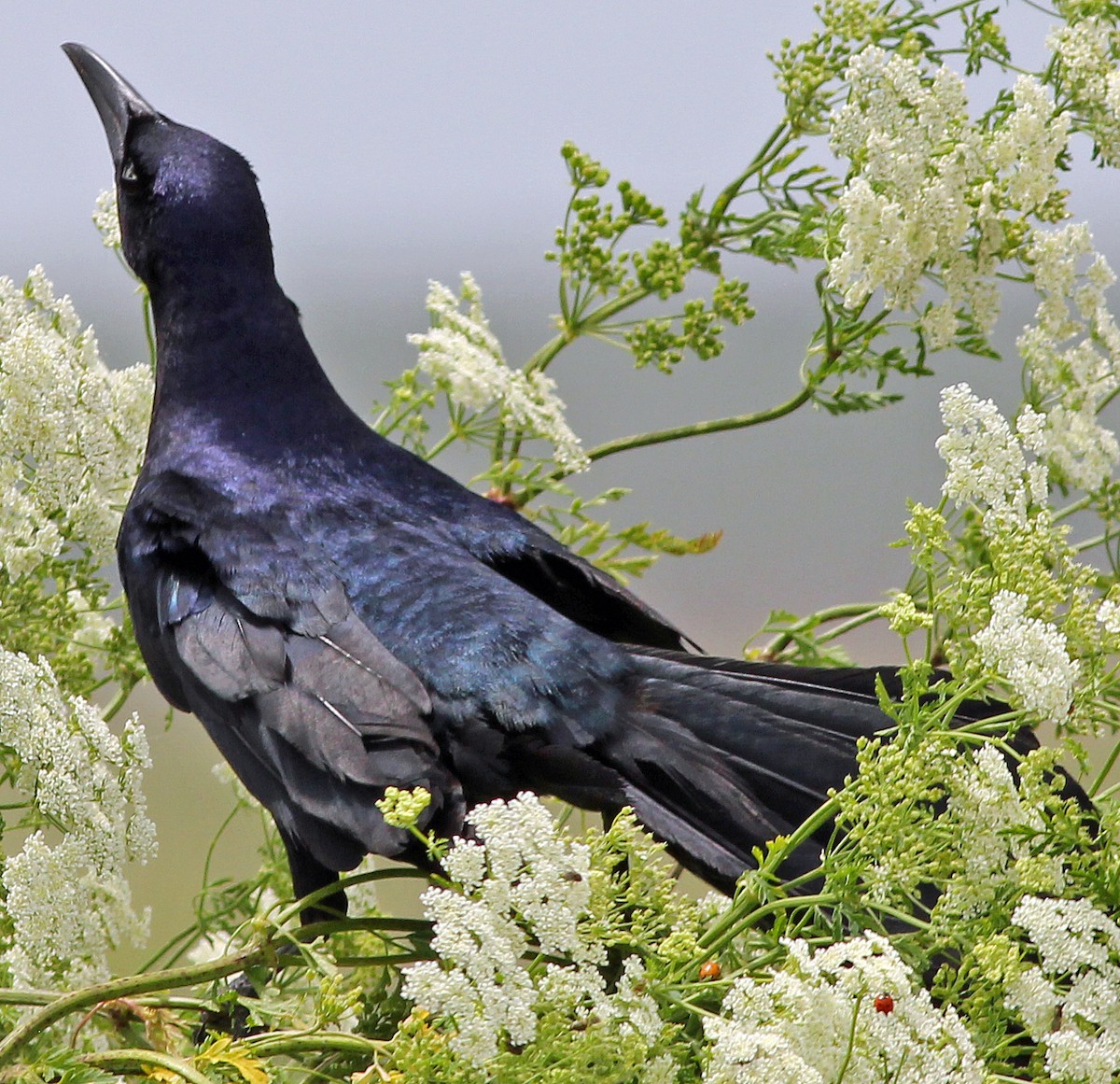 Great-tailed Grackle - ML40014501