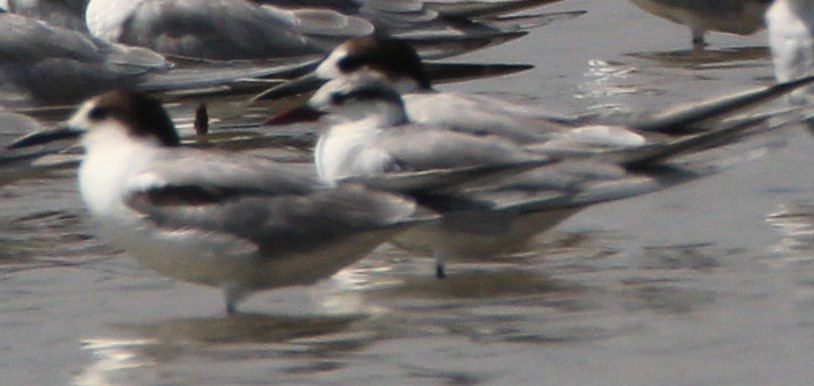 Common Tern - ML40014711