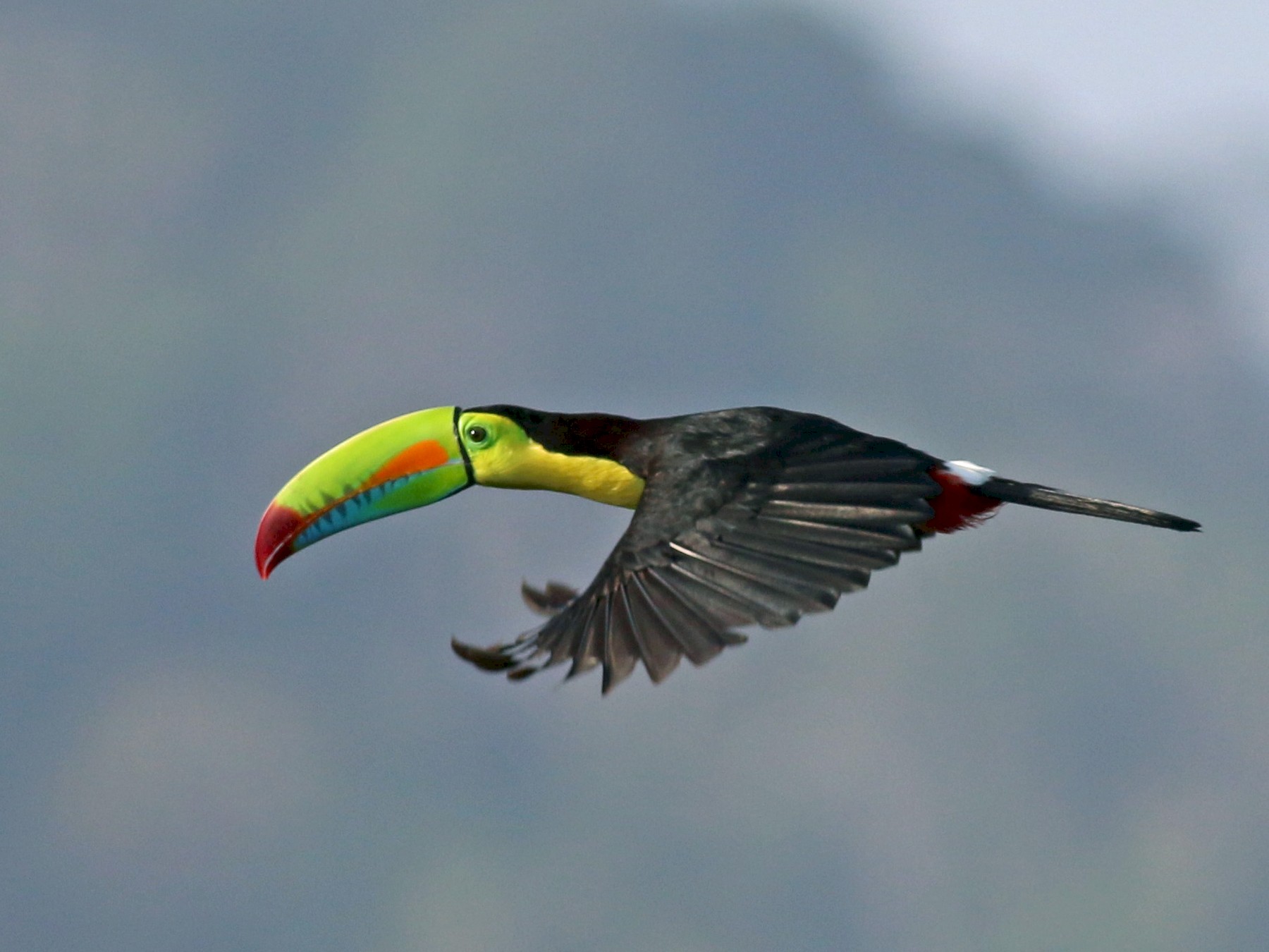 Keel-billed Toucan - Oliver Burton