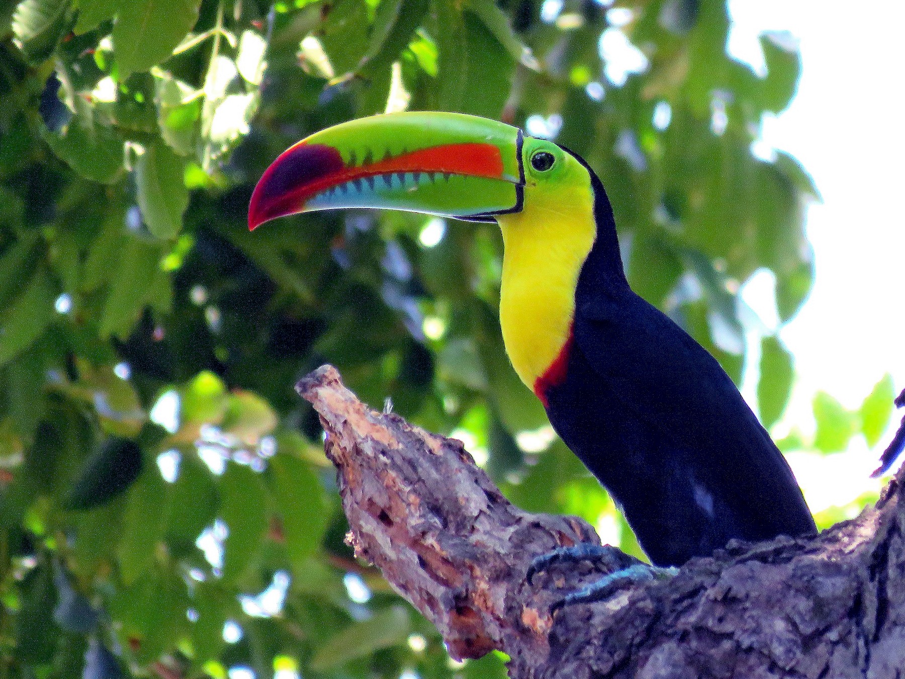 Keel-billed Toucan - eBird