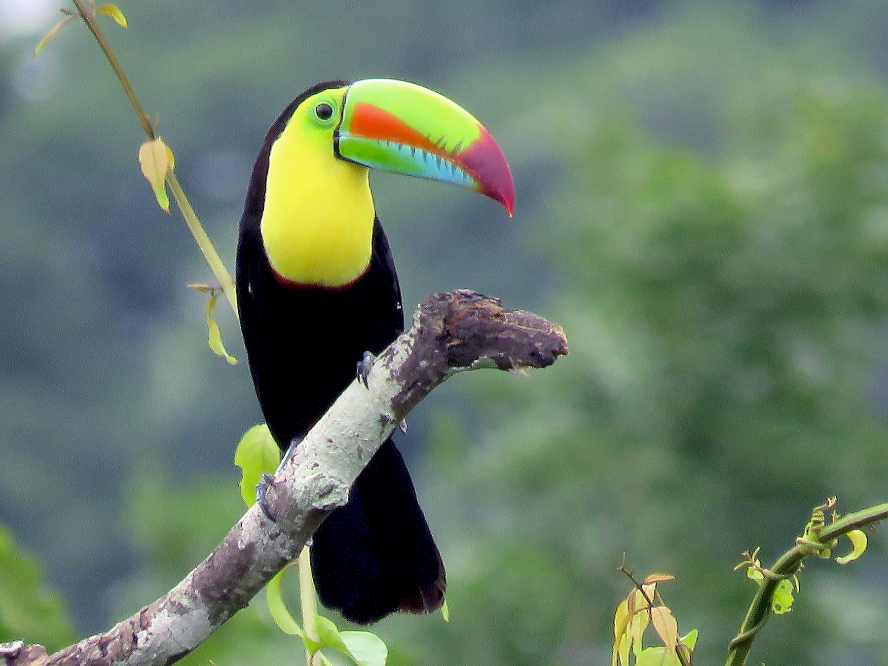 Keel-billed Toucan - Rolando Jordan