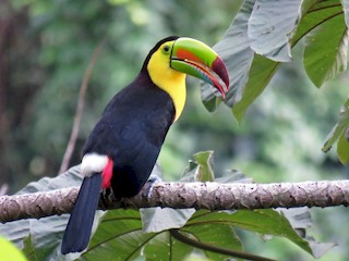 サンショクキムネオオハシ - eBird