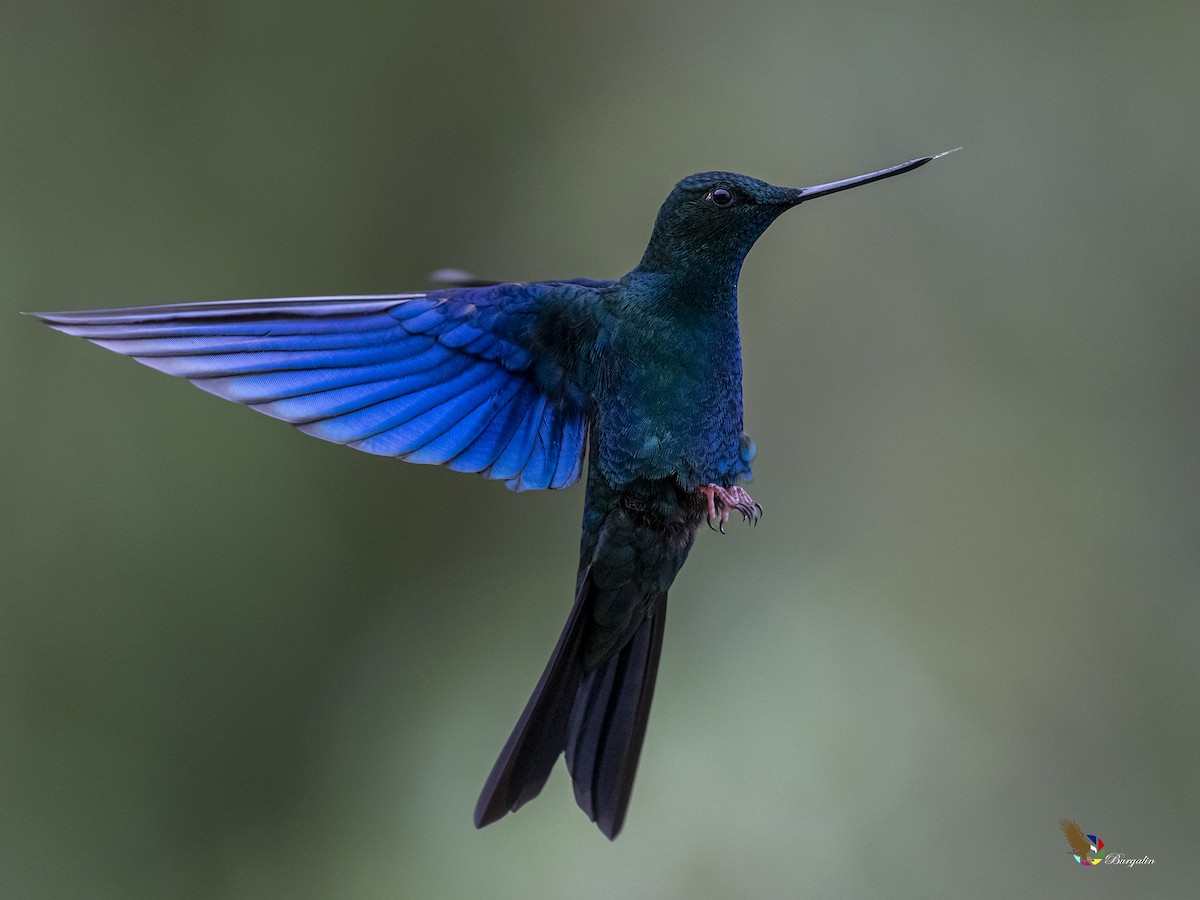 kolibřík modrokřídlý - ML400153201