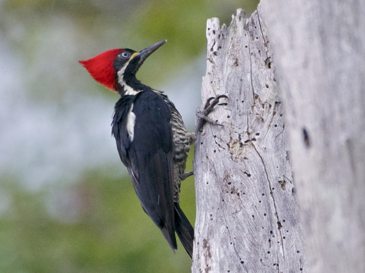 Lineated Woodpecker - Jan Cubilla