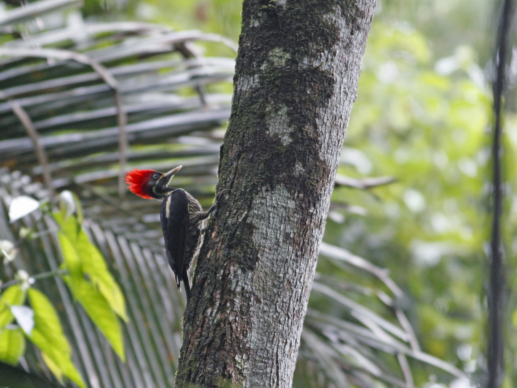 Lineated Woodpecker - John Fitzpatrick